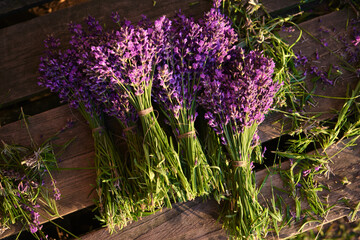 beautiful bouquets of fresh lavender close-up