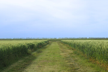 Path in the middle of the young wheat crops, agricultural pic
