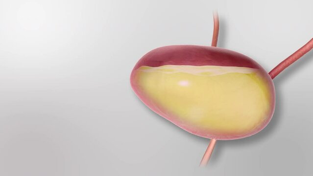 Bladder Filling and Emptying