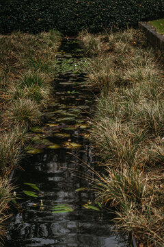 Pond with lily pads in european green yard