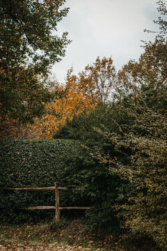 Serene nature scene with lush greenery