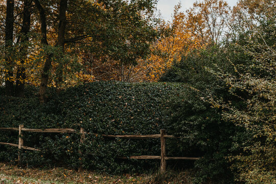 Picturesque overgrown hedge in landscape