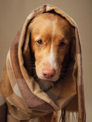  Nova Scotia Duck Tolling Retriever dog draped in a checkered shawl, A playful lick enlivens the...