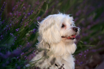 portrait of a maltese dog in lavender at the sunset
