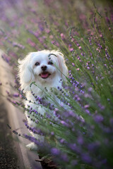 portrait of a maltese dog in lavender at the sunset, dog looks at the camera trough the flowers