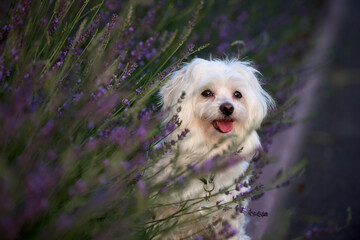 portrait of a maltese dog in lavender at the sunset, dog looks at the camera trough the flowers