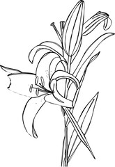 hand drawn sketch of a flower