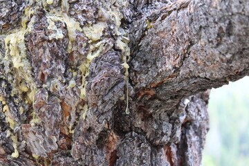 Tree sap.