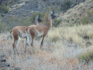 O Guanaco &eacute; um camel&iacute;deo nativo da Am&eacute;rica do Sul, cuja altura varia entre 107 e 122 cm. Pesa cerca de 90 kg. A cor varia muito pouco (ao contr&aacute;rio da lhama), variando de um marrom-claro.