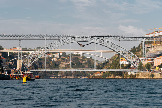 Luis Bridge Porto Gaia view and flying seagulls