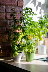 Vegetable urban home garden in the apartment, on the terrace or balcony. Ripe orange tomatoes growing in flower pots. Kitchen summer gardening. Sustainable lifestyle, eco habits, hobby and leisure