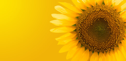 Bright and Cheerful Sunflower Banner with Gradient Yellow Background for Website Headers and Promotional Materials