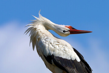 Weißstorch beim Klappern