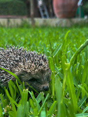 An adult, beautiful mini hedgehog (Erinaceus europaeus, Erinaceomorpha) is among the green grass in the garden. Close-up shot © Bulent