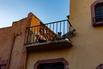 the old house dogs are watching