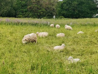 sheep in the field