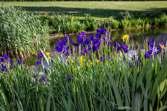 Flowers in a park