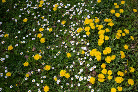 Flower meadow in spring