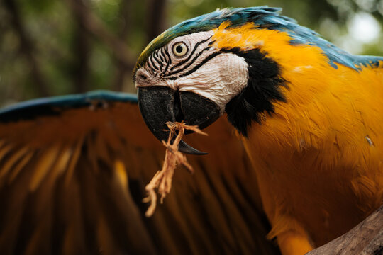 Blue and Yellow Macaw