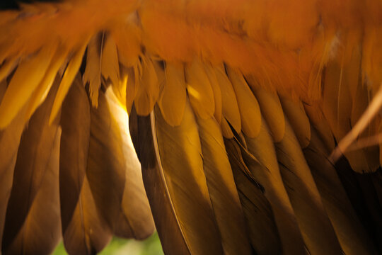 macaw wing