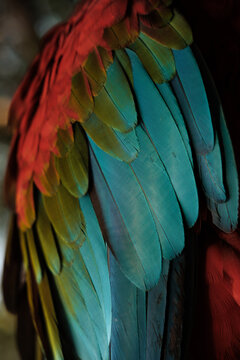 macaw wing