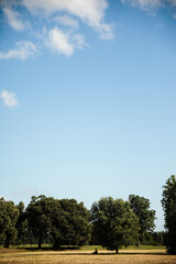 landscape with trees