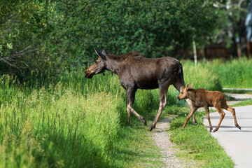 Moose and baby moose crossing a foot path in Steamboat Springs Colorado during the summer