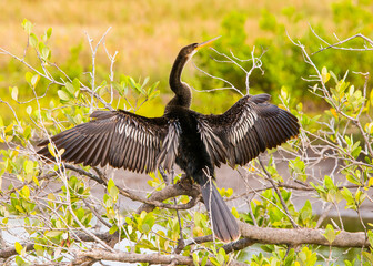 A male anhinga, Anhinga anhinga, drying his wings while perched on a branch of a mangrove tree in a coastal wetland. His wings are spread, his neck is stretched, and his beak is turned up.