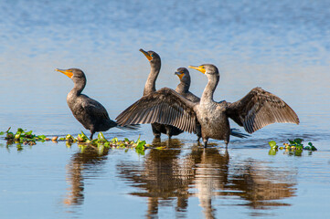 Four cormorants stand together in shallow water, with duckweed at their feet. One has its wings spread. The sun shines on their faces and casts a rippled reflection in the water.