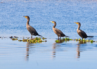 Three cormorants are standing in a row in shallow blue water, all facing the same direction, with duckweed at their feet.
