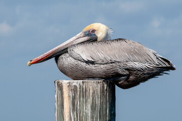 An adult eastern brown pelican, Pelecanus occidentalis, roosting on a weathered piling. Portrait of the entire body with details of head, beak, eye, and breeding plumage on a blue sky background.