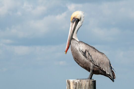 A full body profile of an adult eastern brown pelican, pelecanus occidentalis, in breeding plumage. He is perched on a weathered pier piling with a blue sky background. Composed with room for type.