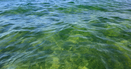 Beautiful wavy surface of clean and transparent turquoise sea water