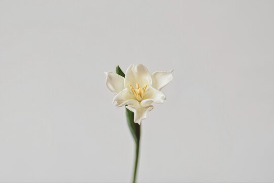 Narcissus with white petals isolated on grey background 