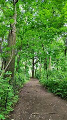 footpath in the forest