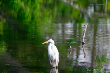 Great Egret