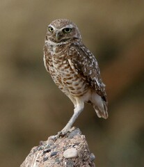 Burrowing Owl in Early Morning 