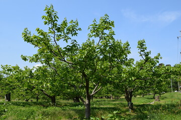 柿の木 山形県庄内