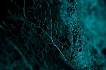 Texture of dried leaves on a black background, dark horror background, autumn forest