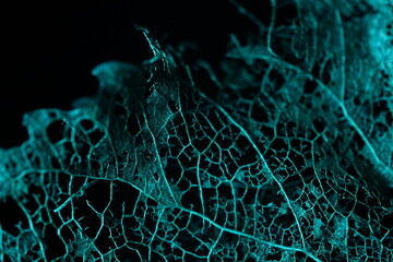 Texture of dried leaves on a black background, dark horror background, autumn forest