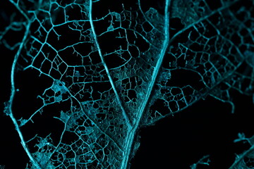 Texture of dried leaves on a black background, dark horror background 