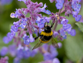 bumblebee on a flower