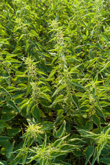 Nettles in Sunlight Top View