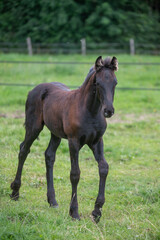 Fototapeta premium Chevaux de race frison dans un élevage 