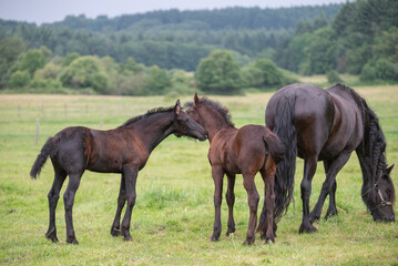 Obraz premium Chevaux de race frison dans un élevage 