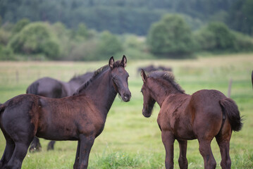 Chevaux de race frison dans un élevage 