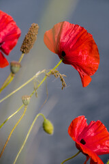 poppy flower in the wind