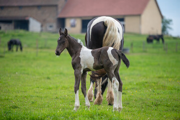 Chevaux de race frison dans un élevage