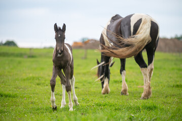 Obraz premium Chevaux de race frison dans un élevage 