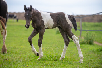 Chevaux de race frison dans un élevage 